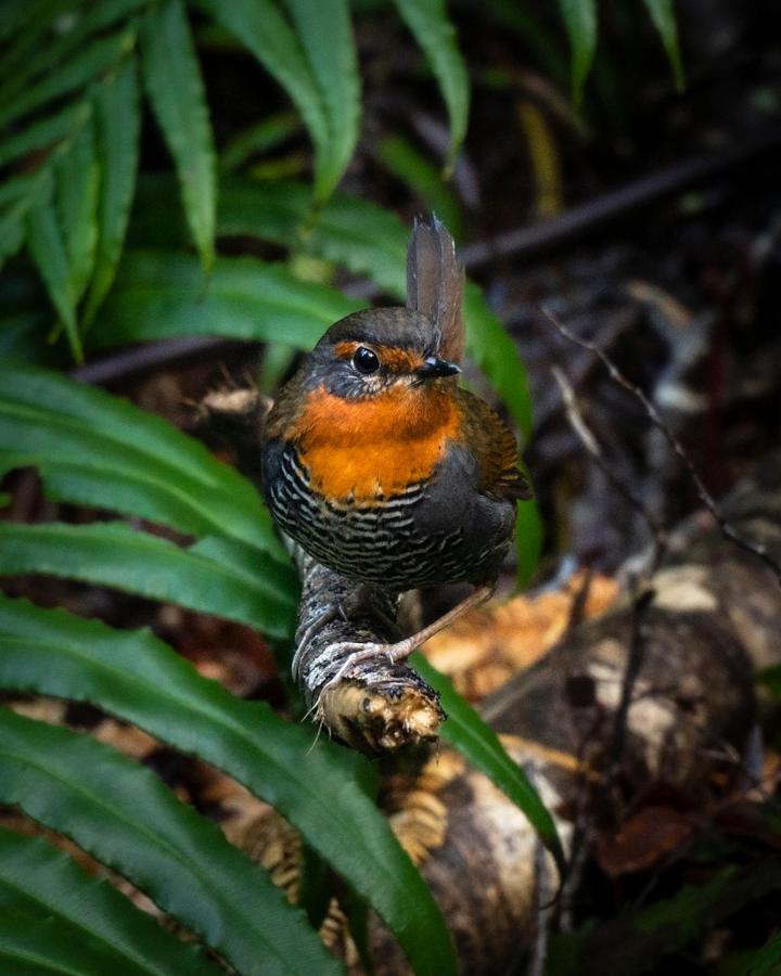 Lodge Parque Tepuhueico Castro Eksteriør billede